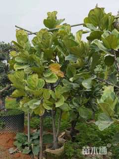 高度150厘米琴叶榕