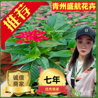 高度20厘米五星花