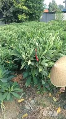 高度140厘米结香