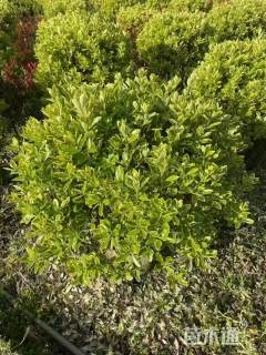 冠幅100厘米金边黄杨球