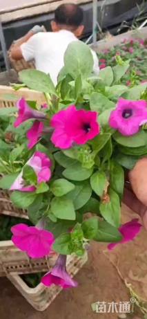 高度35厘米垂钓牵牛