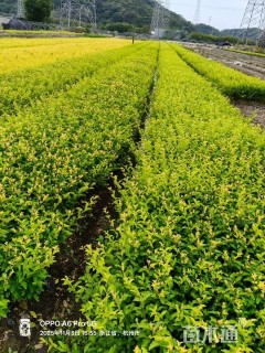 高度25厘米金禾女贞