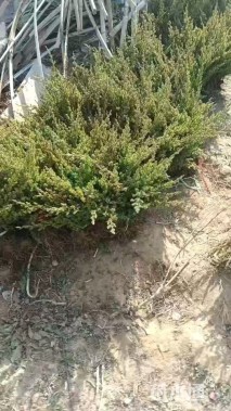高度40厘米铺地柏
