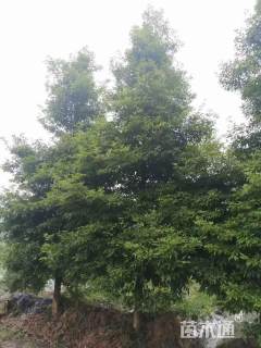 25公分金丝楠木