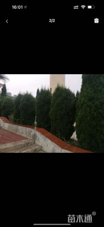 高度500厘米塔柏