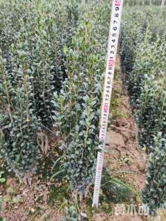 高度50厘米直立冬青