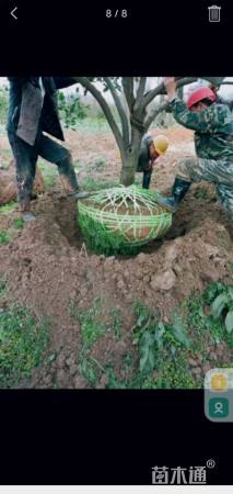 高度500厘米丛生胡柚