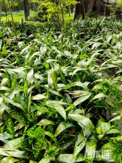 高度50厘米洒金一叶兰