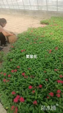 高度20厘米五星花