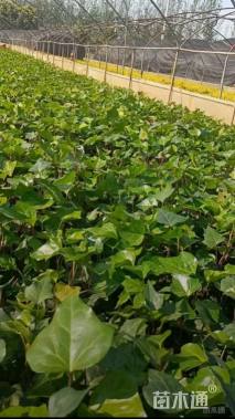 40厘米洋常春藤