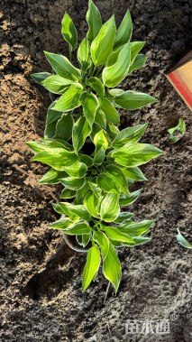 高度15厘米金边玉簪