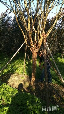 高度300厘米红花紫薇