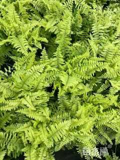高度20厘米波斯顿蕨