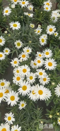 高度20厘米大滨菊