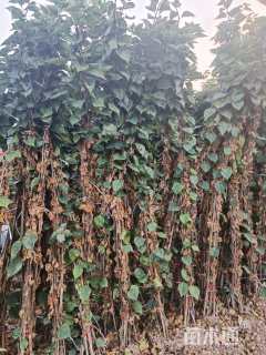 高度2厘米红花三角梅