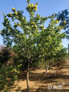 高度400厘米丁香