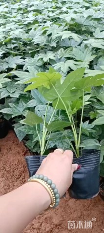 高度30厘米八角金盘
