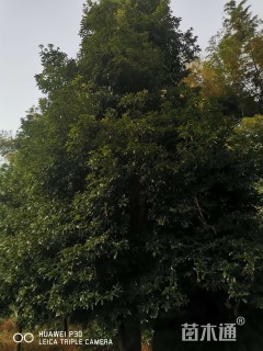 20公分金丝楠木