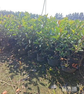 高度50厘米红叶石楠绿篱苗