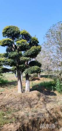 24公分造型榆树