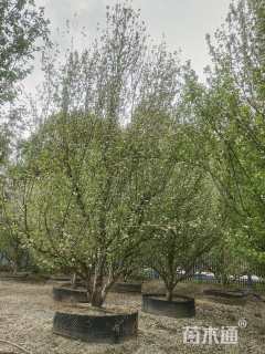 10公分八棱海棠