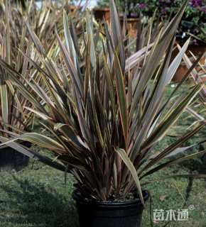 高度60厘米新西兰亚麻