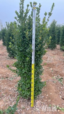 高度250厘米大叶黄杨柱