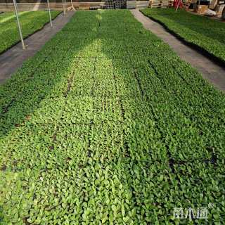 高度5厘米铁海棠