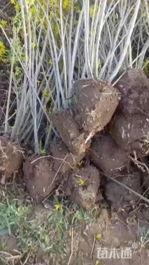 高度200厘米连翘