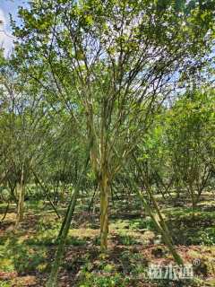 高度550厘米红花紫薇