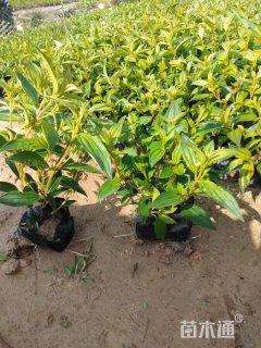 高度40厘米野牡丹