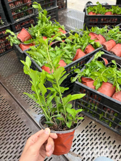 高度35厘米肾蕨