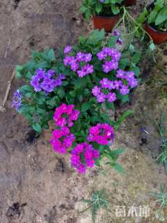 高度20厘米美女樱