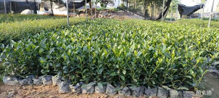 高度15厘米栀子花