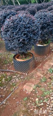 冠幅100厘米红花继木球