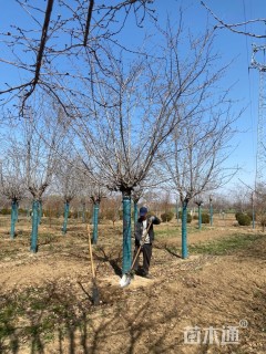 12公分高杆染井吉野樱