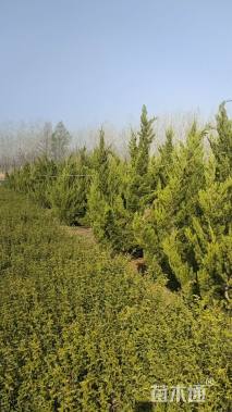 高度400厘米龙柏