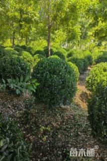 冠幅120厘米卫矛球