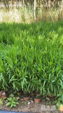 高度15厘米小盼草