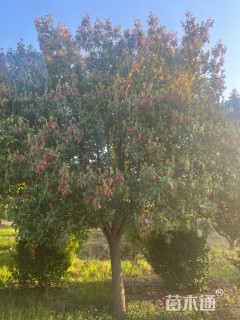 15公分红叶石楠