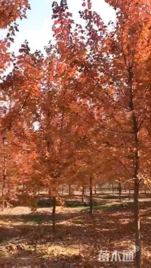 10公分美国红枫