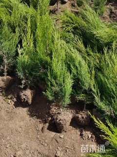 高度50厘米塔柏