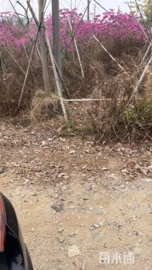 13公分紫花风铃木