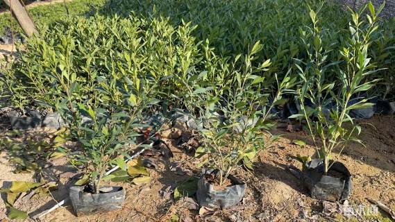 高度30厘米小叶栀子