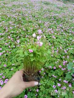 高度16厘米红花酢浆草