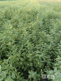 高度50厘米黄刺玫