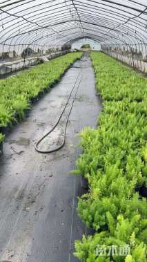 高度20厘米狐尾天门冬