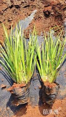 高度20厘米金线菖蒲