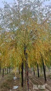 13公分金丝垂柳