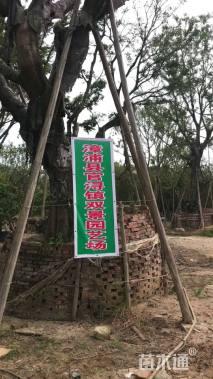 10厘米洋常春藤